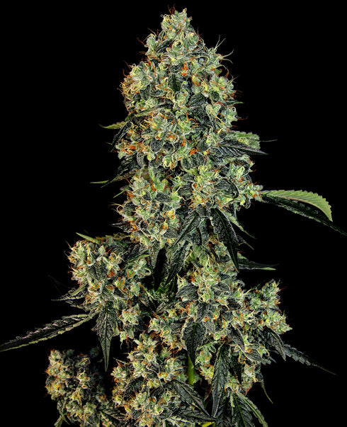 Sensi White Label - American Line OG Kush