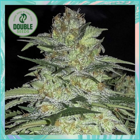 Double Seeds - White Widow x Big Bud