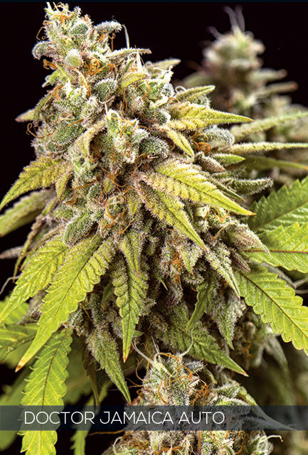 Vision Seeds - Doctor Jamaica Auto