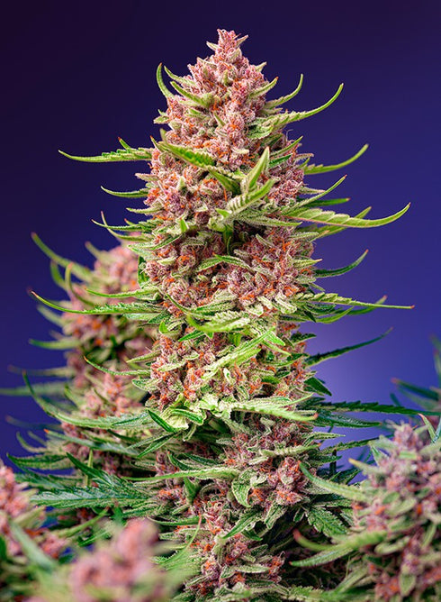 Sweet Seeds - Strawberry Cola Sherbet F1 Fast Version