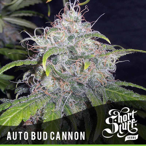Short Stuff - Auto Bud Cannon