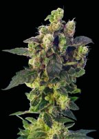 Sagarmatha Seeds - Blue Thunder