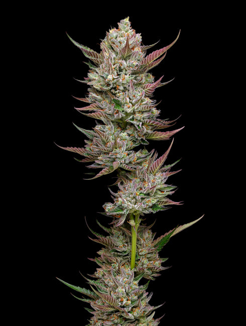 Mavericks Genetics - Tropicana Cherry