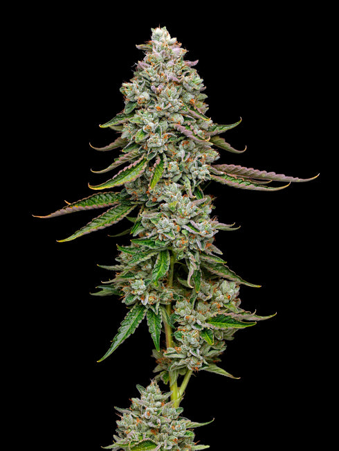 Mavericks Genetics - True OG