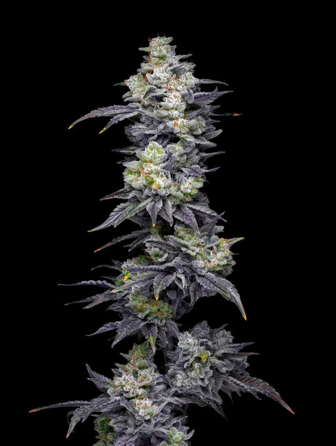 Mavericks Genetics - Twix Milkshake