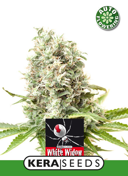 Kera Seeds - White Widow Auto