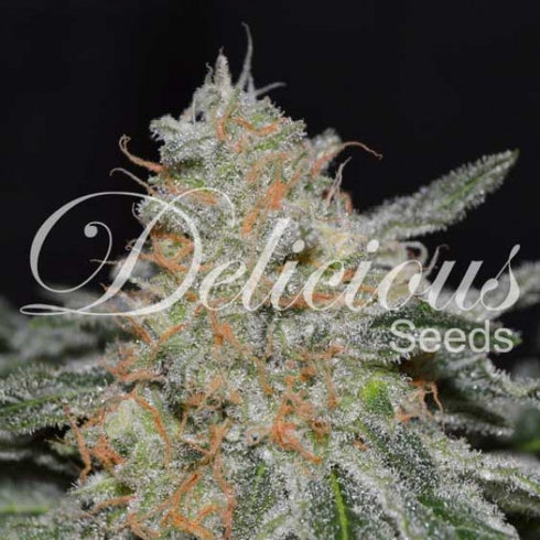 Delicious Seeds - Critical Neville Haze 2.0