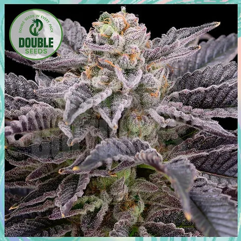 Double Seeds - RS11