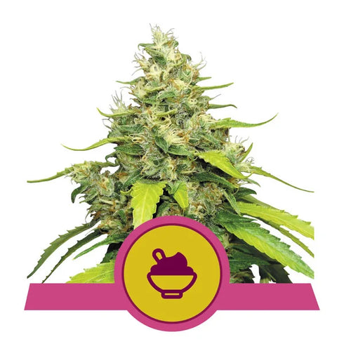 Royal Queen Seeds - Blue Gelato