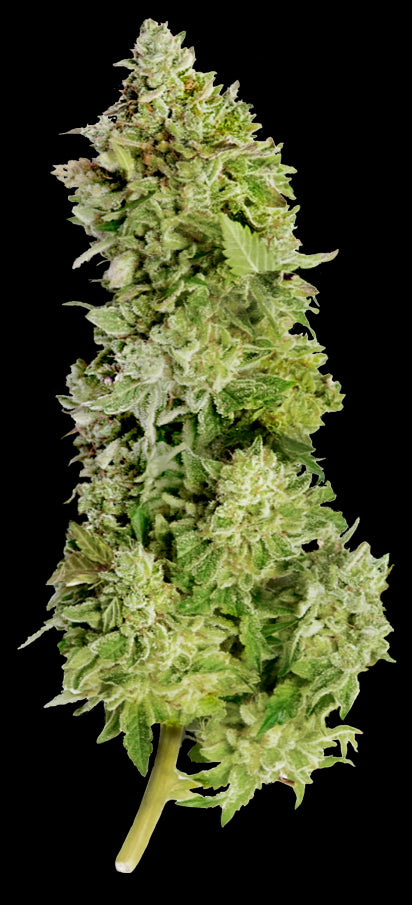 Mega Buds Seeds - Beast Mode Auto