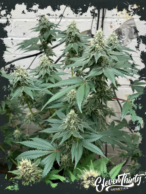 Eleven Thirty Genetics - Curdz Auto
