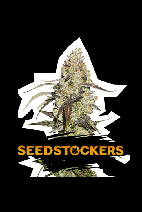 Seed Stockers Seeds - Runtz