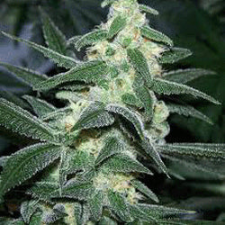 Sagarmatha Seeds - Silver Bullet