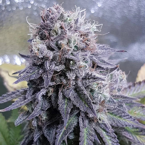 Top Shelf Elite Seeds - Black Valium