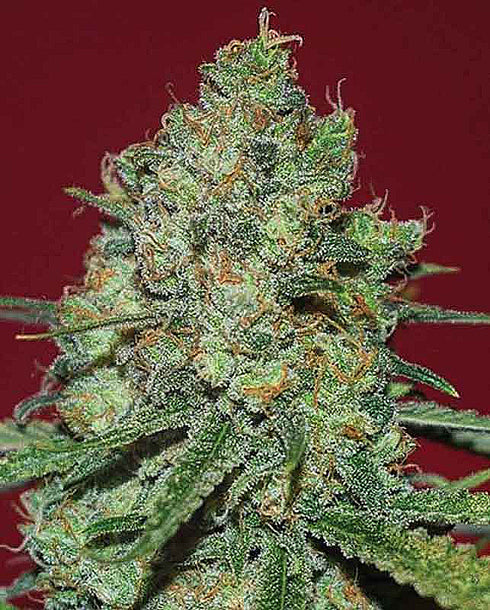 Expert Seeds - Clinical White CBD