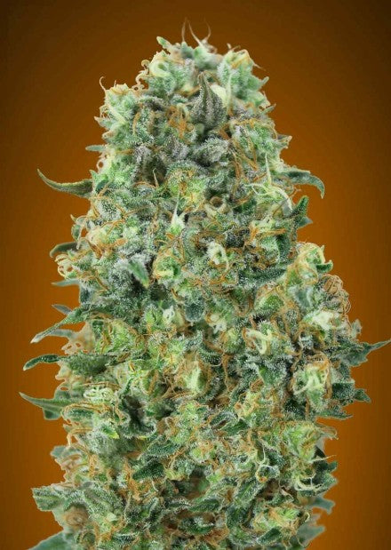 Advanced Seeds - Critical Mass