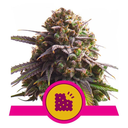 Royal Queen Seeds - Biscotti