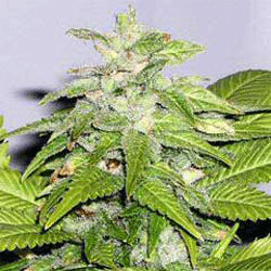 Sagarmatha Seeds - Early Bird Skunk