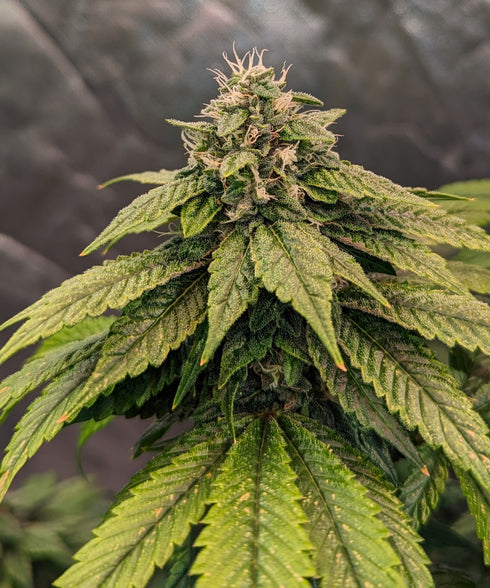 Top Shelf Elite Seeds - Auto Pink Gelati