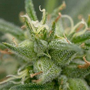 710 Genetics - Fool's Gold