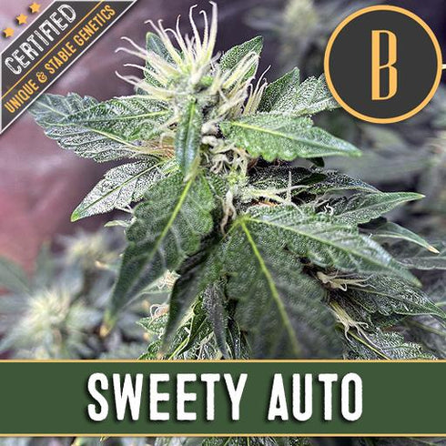 Blimburn Seeds - Sweet Tooth Auto