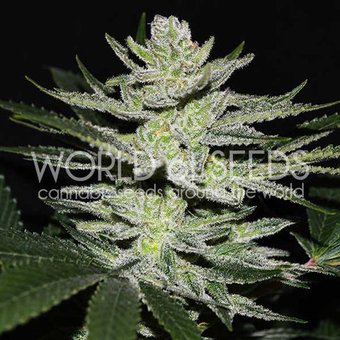 World Of Seeds - Chocolate Thai OG