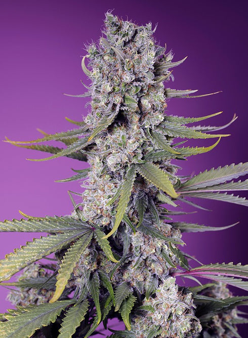 Sweet Seeds - Papaya Zoap F1 Fast Version