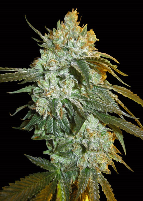 Bighead Seeds - Head Stash Auto