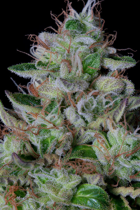 Bighead Seeds - Dos-Gelato