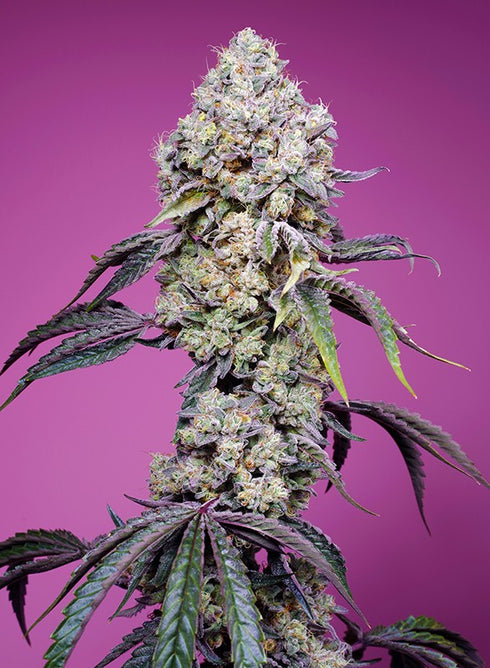 Sweet Seeds - Sweet Mandarine Zkittlez F1 Fast Version