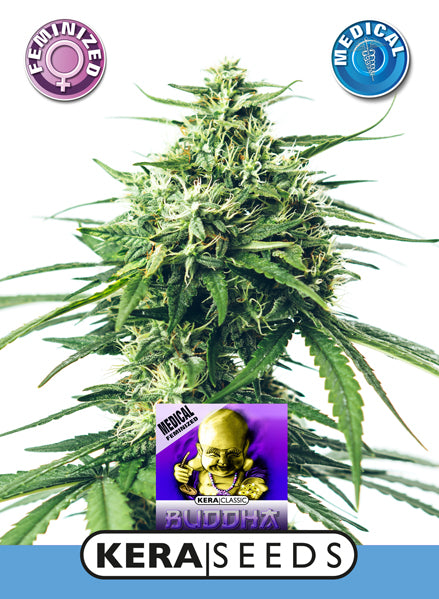 Kera Seeds - Medical Buddha