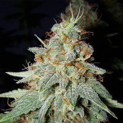 Big Buddha Seeds - Buddhalato