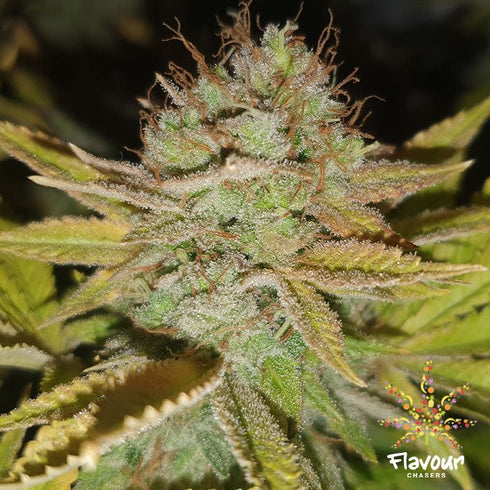 Flavour Chasers Seeds - Apple Fritters