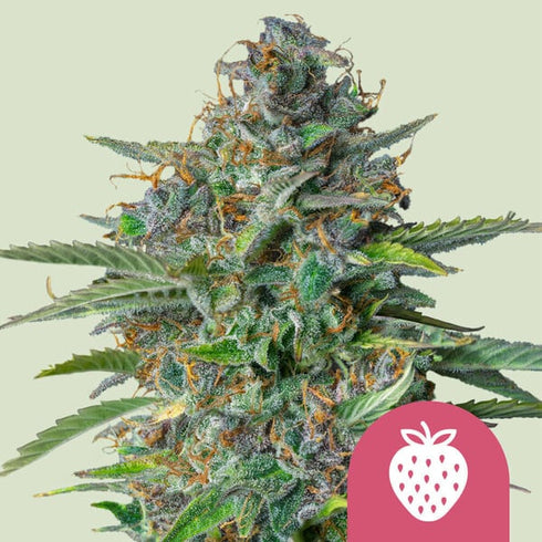 Royal Queen Seeds - Strawberry Cough