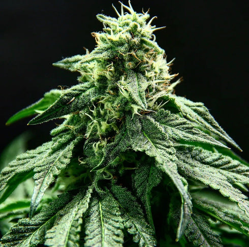 Propaganja Seeds - Rotten Banana Auto