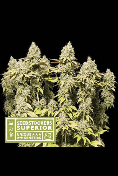 Seed Stockers Seeds - Superior Rucu Cucu OG Auto