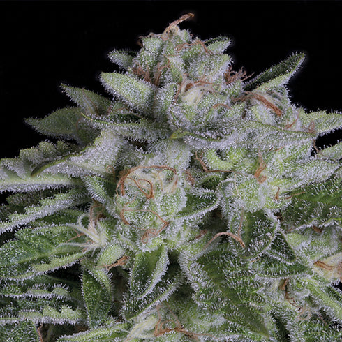 BSB Genetics - Watermelon Zkittlez