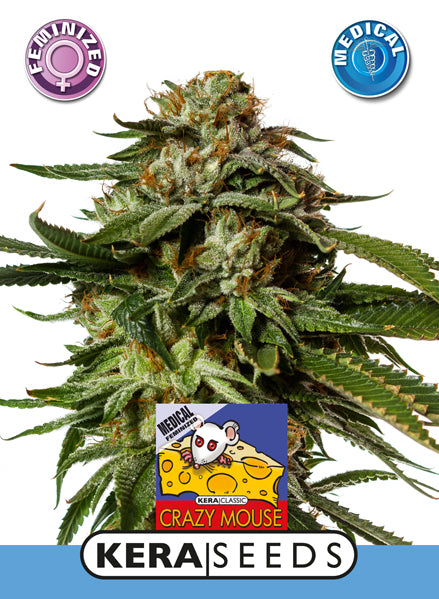 Kera Seeds - Medical Cheese