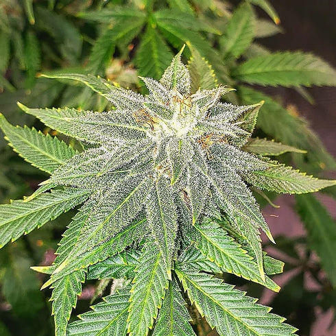 Top Shelf Elite Seeds - Moon Fruit