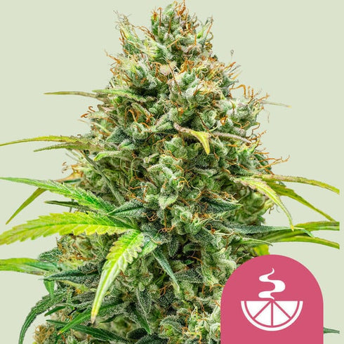 Royal Queen Seeds - Lemon Skunk
