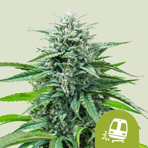 Royal Queen Seeds - Trainwreck Auto