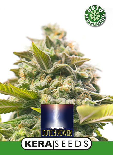Kera Seeds - Dutch Power Auto