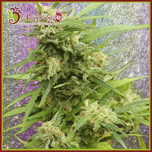 Dr Krippling Seeds - G.H.A. Turbo Diesel Auto