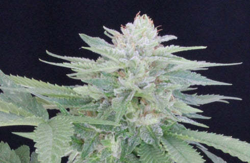 Propaganja Seeds - Provolone #21