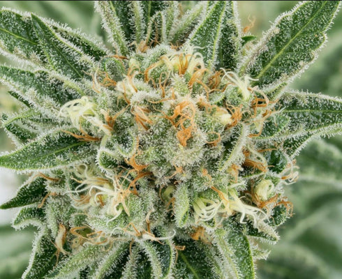 Propaganja Seeds - Trekkie Sweets