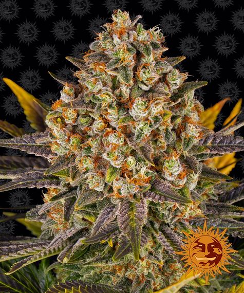 Barney's Farm Seeds - Banana Punch