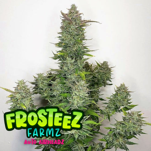 Frosteez Farmz - Auto Airheadz