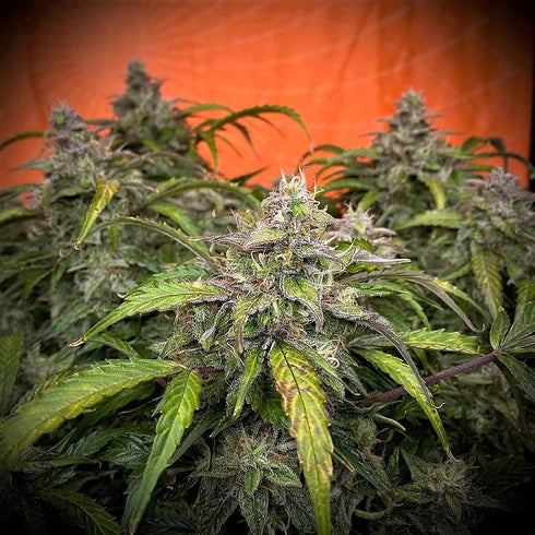 Top Shelf Elite Seeds - Auto Silver Napalm