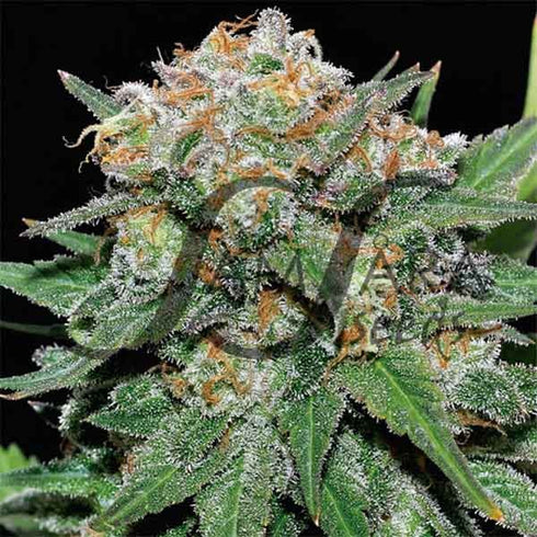 Samsara Seeds - El Alquimista