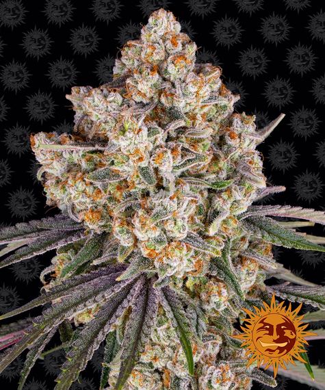 Barney's Farm Seeds - Ice Cream Cake
